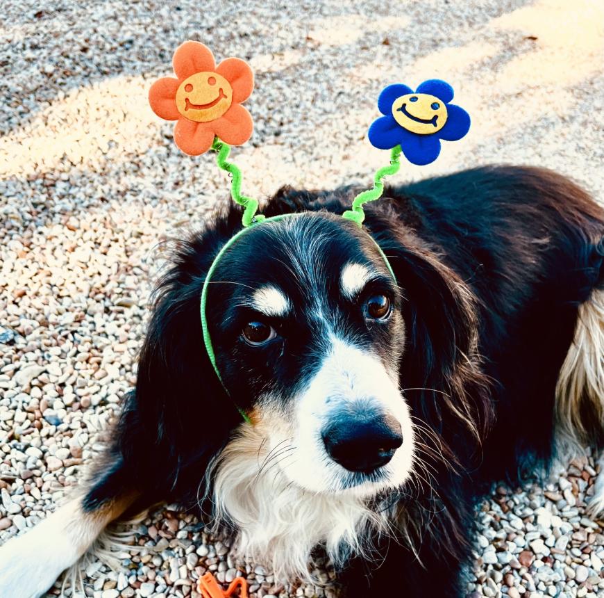 Cane con cerchietto floreale sorridente su ghiaia.